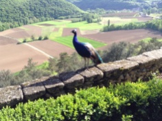 1.1398106095.peacock-with-a-view